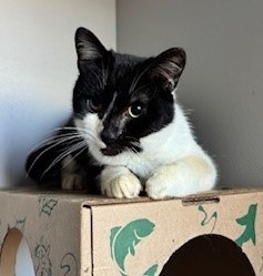 Baxter