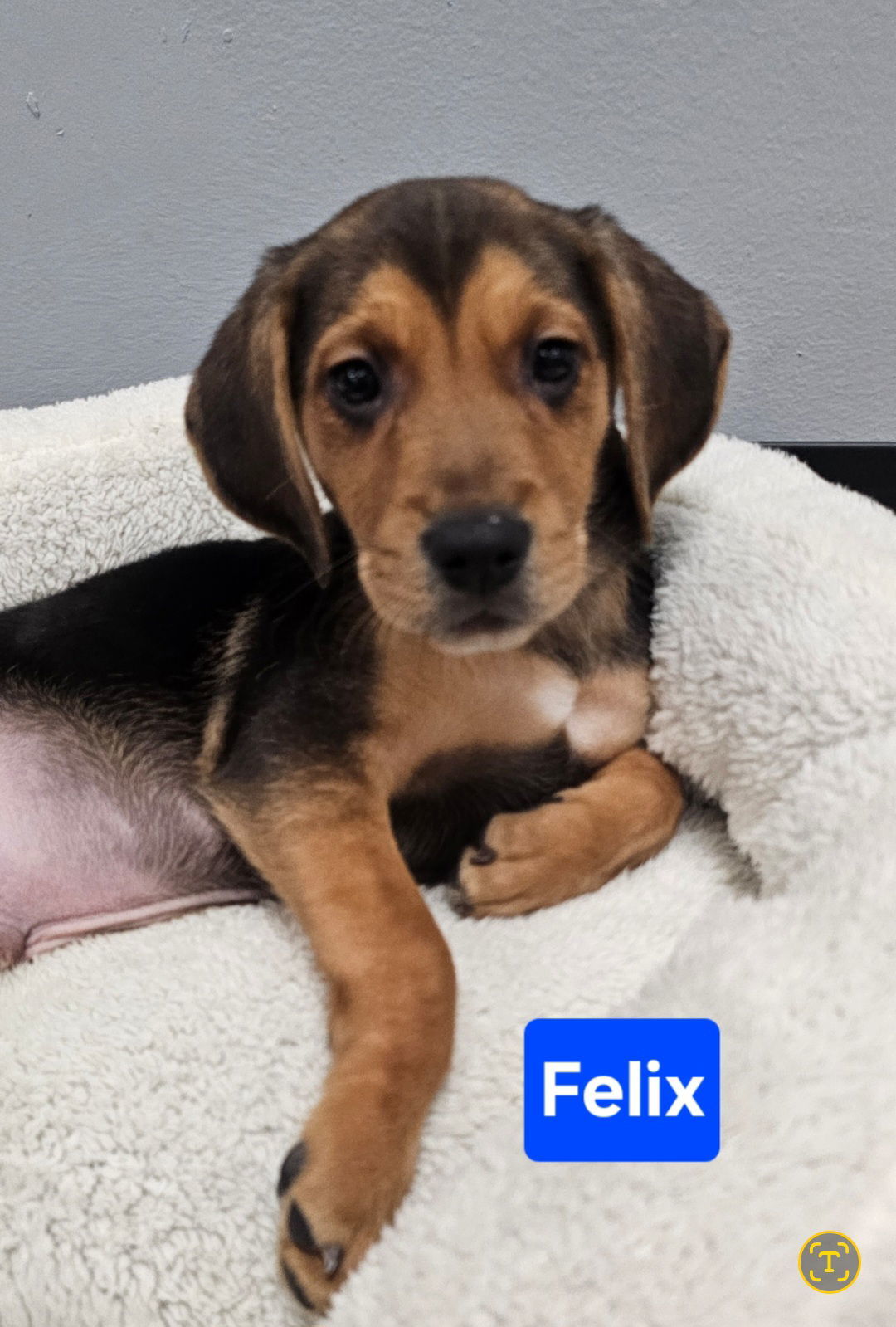 Felix