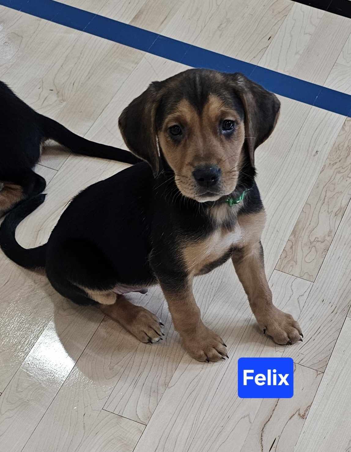 Felix