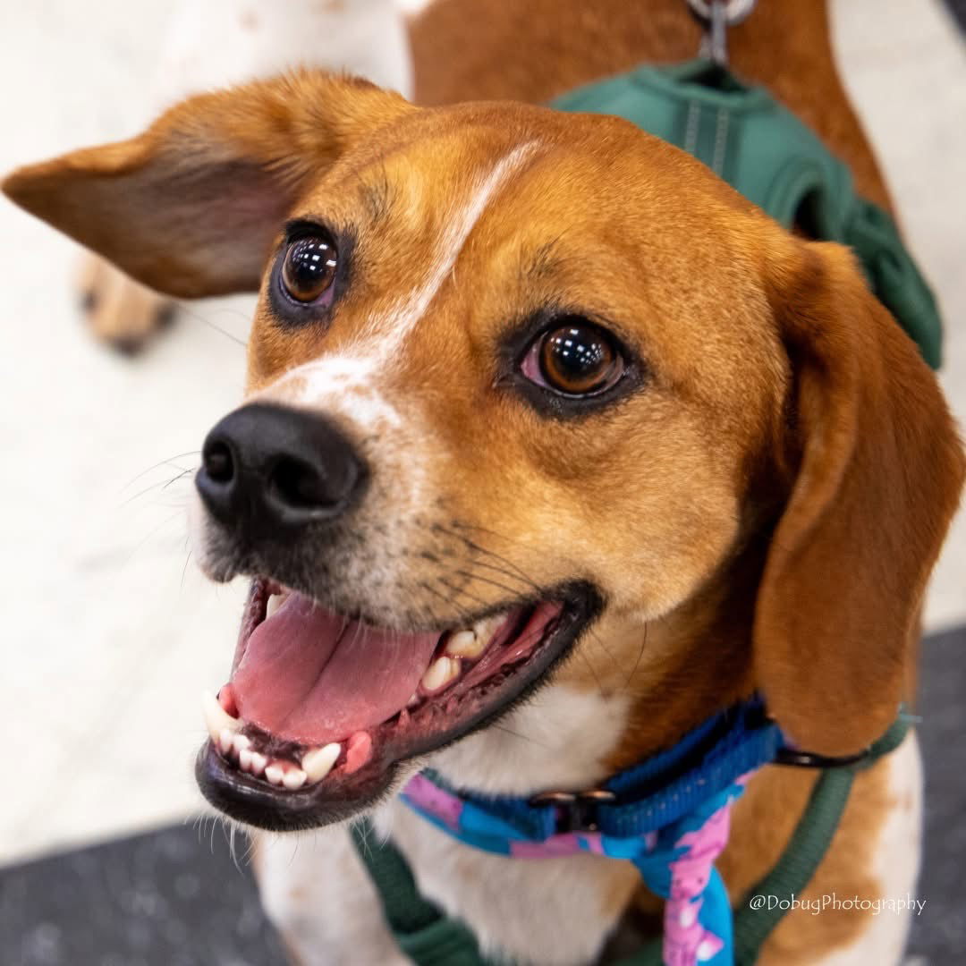 Elvis