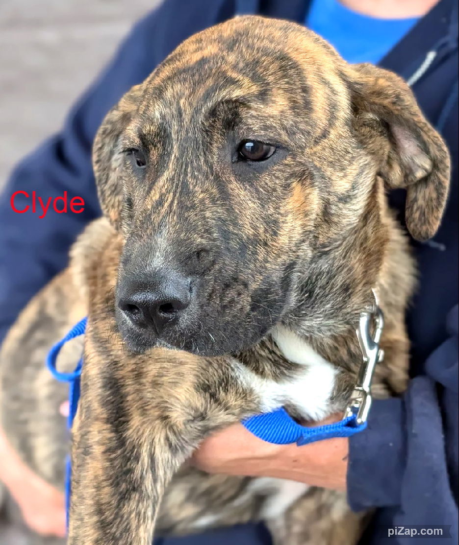 Clyde (jh)