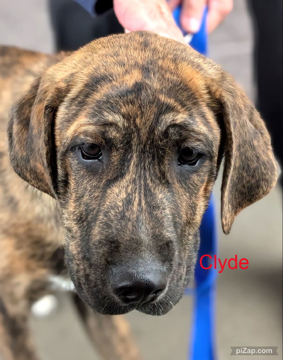 Clyde (jh)