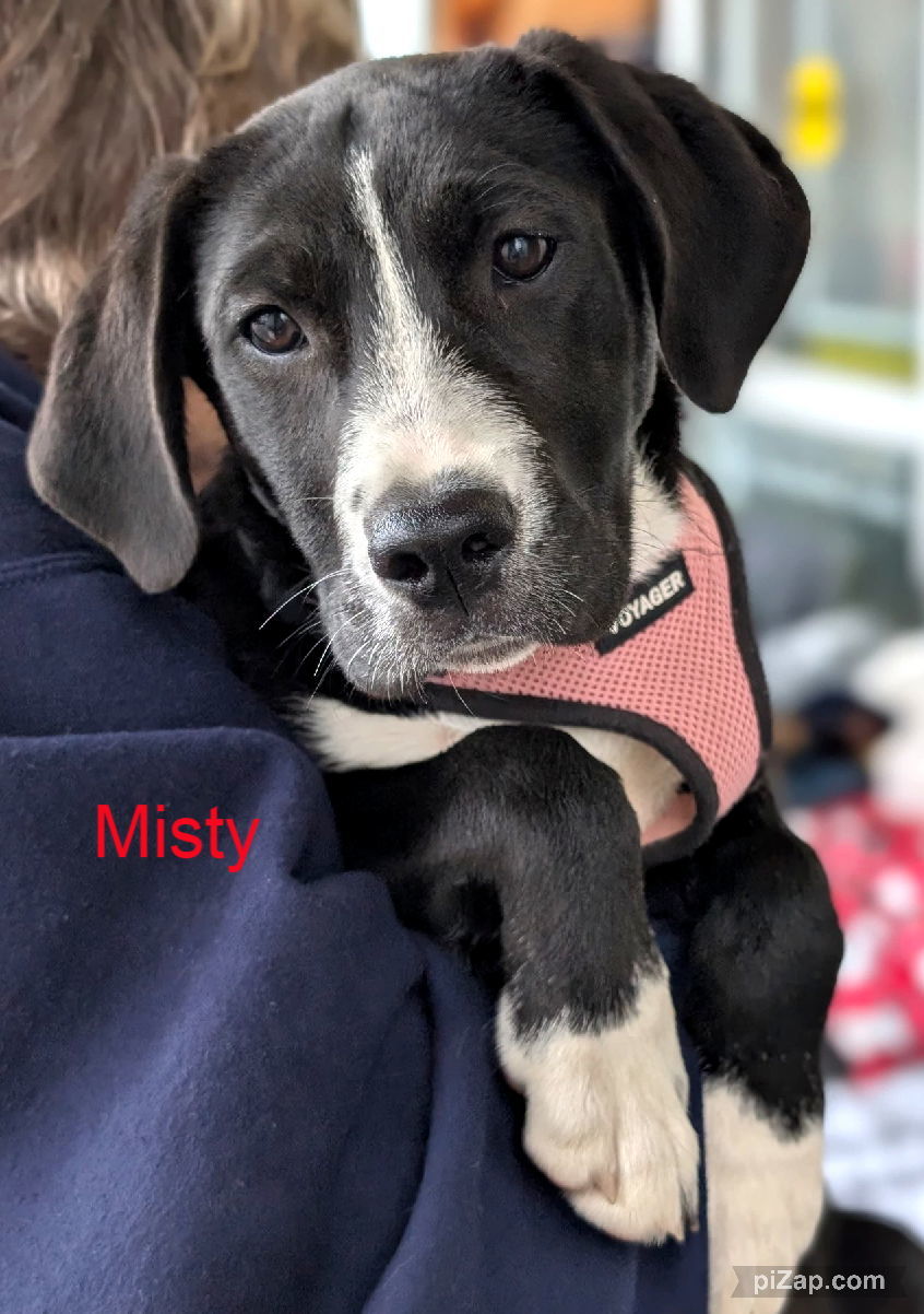 Misty (jh)
