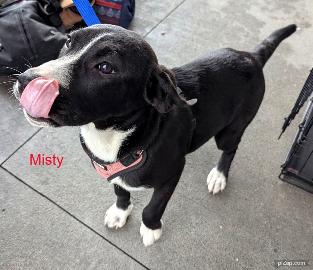 Misty (jh)