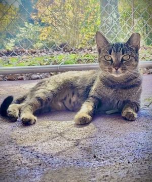 Baby Girl, Adult Female Tabby