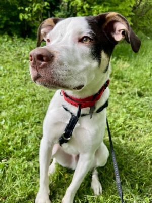 Meet Onryo a bright and lovable 9 month old pup who is ready to find his forever family This smart
