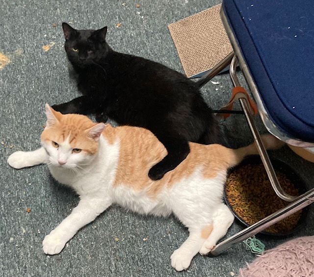 Salem bonded with Jack Sparrow