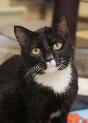 Oscar Wigington is a laid-back lazy boy who enjoys a good nap and a gentle pet Hes calm gets alo