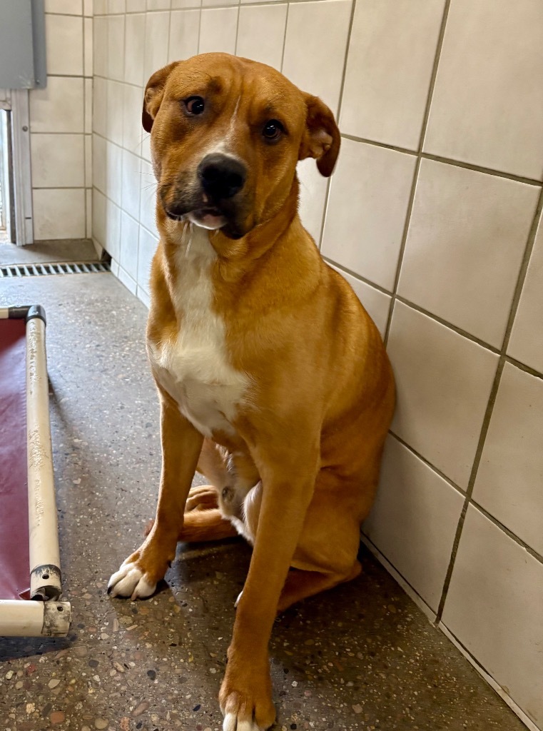 Gabe, an adoptable Black Mouth Cur, Mixed Breed in Rock Springs, WY, 82901 | Photo Image 1