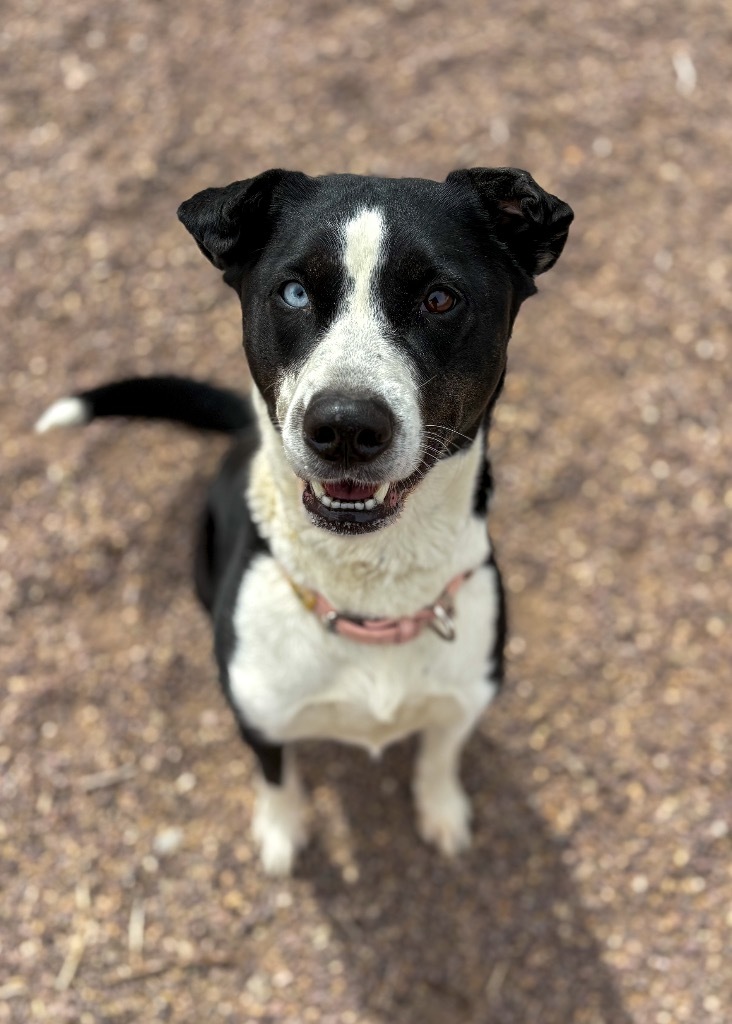 Fern, an adoptable Border Collie, Mixed Breed in Rock Springs, WY, 82901 | Photo Image 1