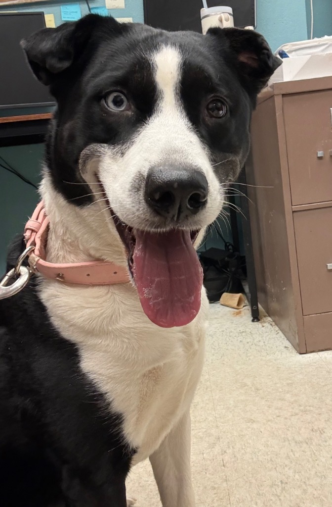 Fern, an adoptable Border Collie, Mixed Breed in Rock Springs, WY, 82901 | Photo Image 2