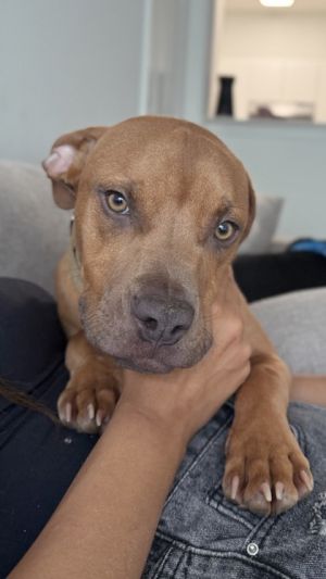 Tallahassee is all fun all the time Shes an energetic and happy girl who loves to play with her d
