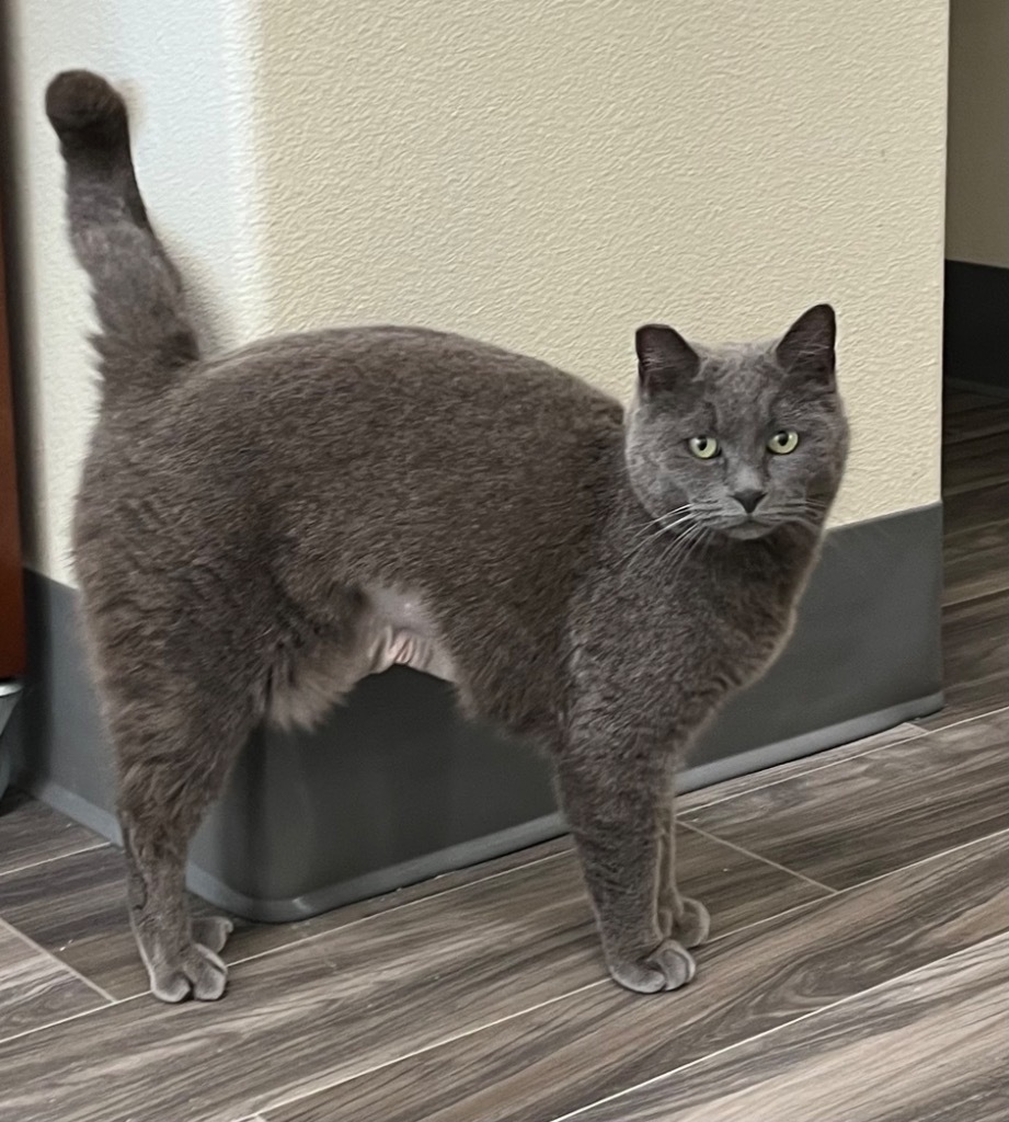 Rheanna, an adoptable Domestic Short Hair in Las Vegas, NV, 89130 | Photo Image 1