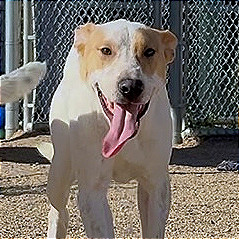 Bashful, an adoptable Mixed Breed in Las Cruces, NM, 88012 | Photo Image 1