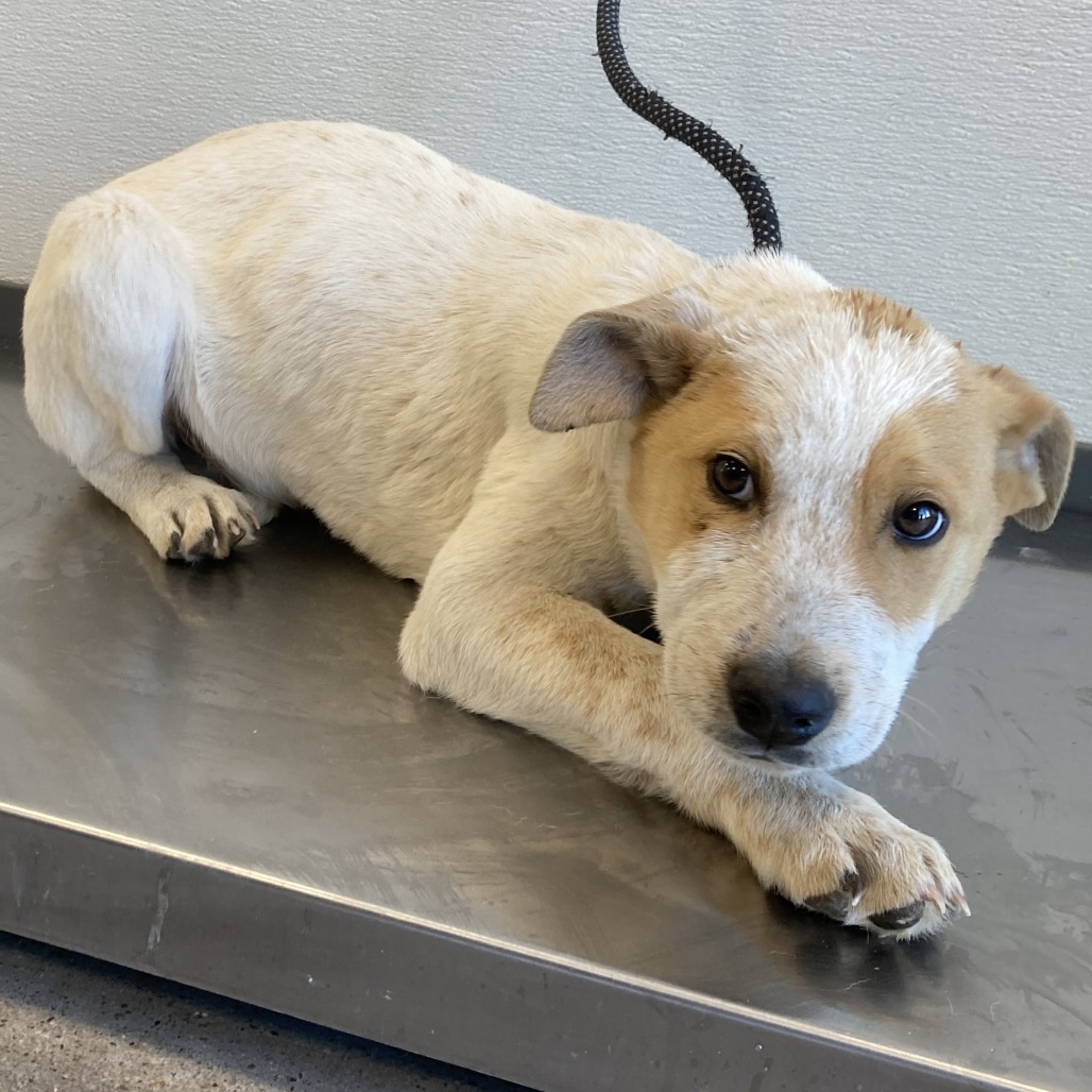 Bashful, an adoptable Mixed Breed in Las Cruces, NM, 88012 | Photo Image 2