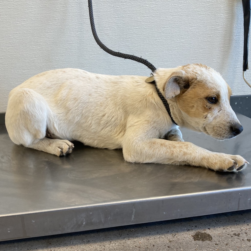 Bashful, an adoptable Mixed Breed in Las Cruces, NM, 88012 | Photo Image 3