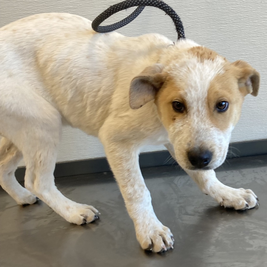 Bashful, an adoptable Mixed Breed in Las Cruces, NM, 88012 | Photo Image 4