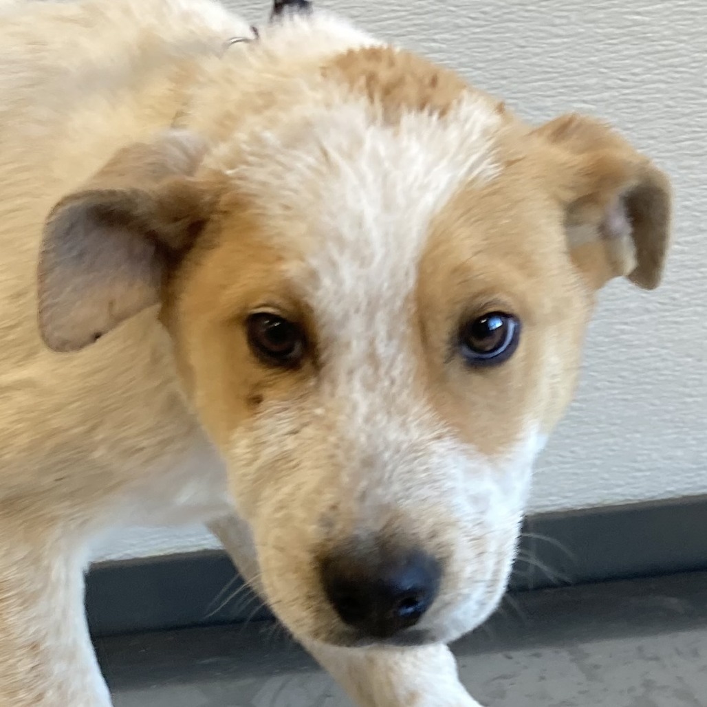 Bashful, an adoptable Mixed Breed in Las Cruces, NM, 88012 | Photo Image 5