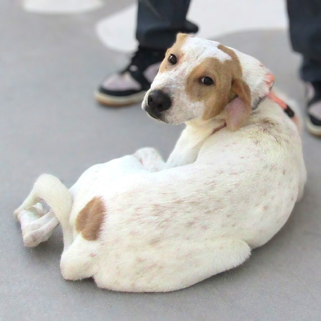 Bashful, an adoptable Mixed Breed in Las Cruces, NM, 88012 | Photo Image 6