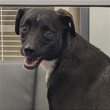 Maddy, an adoptable Mixed Breed in Las Cruces, NM, 88012 | Photo Image 1