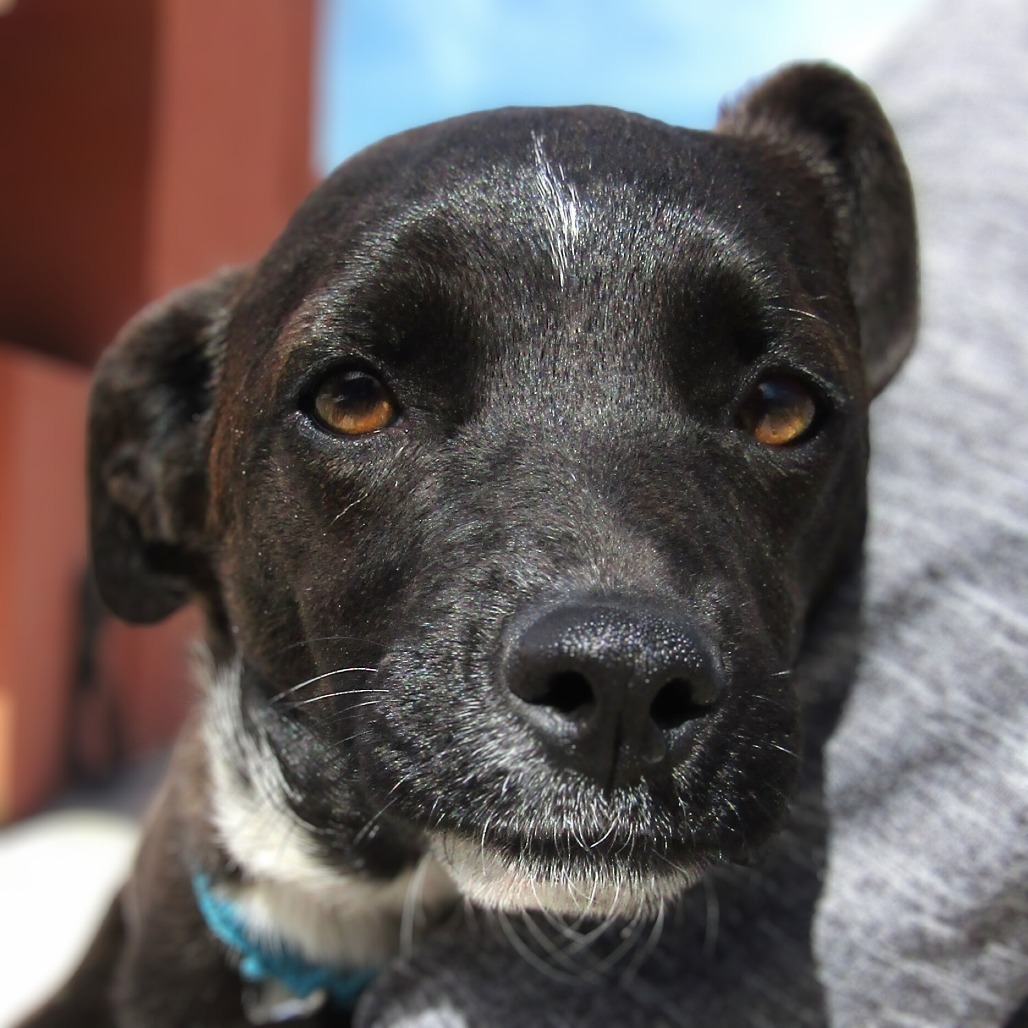 Maddy, an adoptable Mixed Breed in Las Cruces, NM, 88012 | Photo Image 2