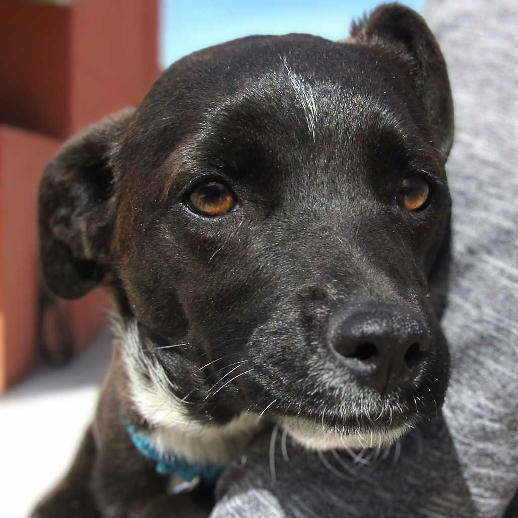 Maddy, an adoptable Mixed Breed in Las Cruces, NM, 88012 | Photo Image 3