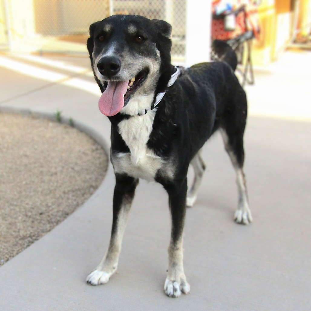 Princess, an adoptable Mixed Breed in Las Cruces, NM, 88012 | Photo Image 1