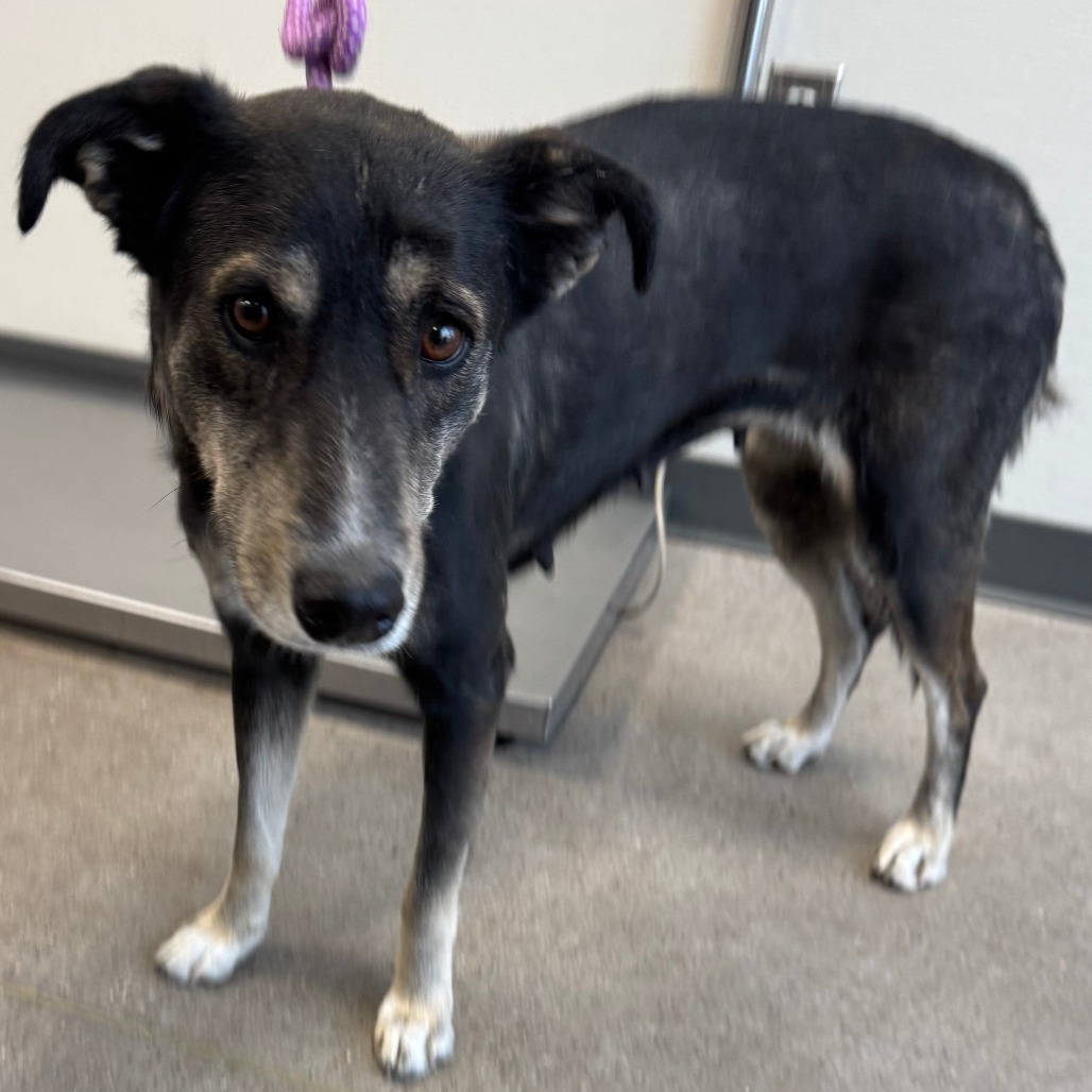 Princess, an adoptable Mixed Breed in Las Cruces, NM, 88012 | Photo Image 2