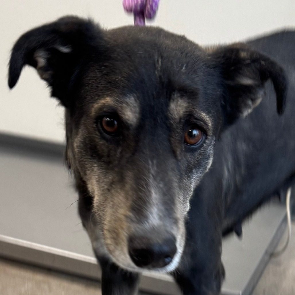 Princess, an adoptable Mixed Breed in Las Cruces, NM, 88012 | Photo Image 3