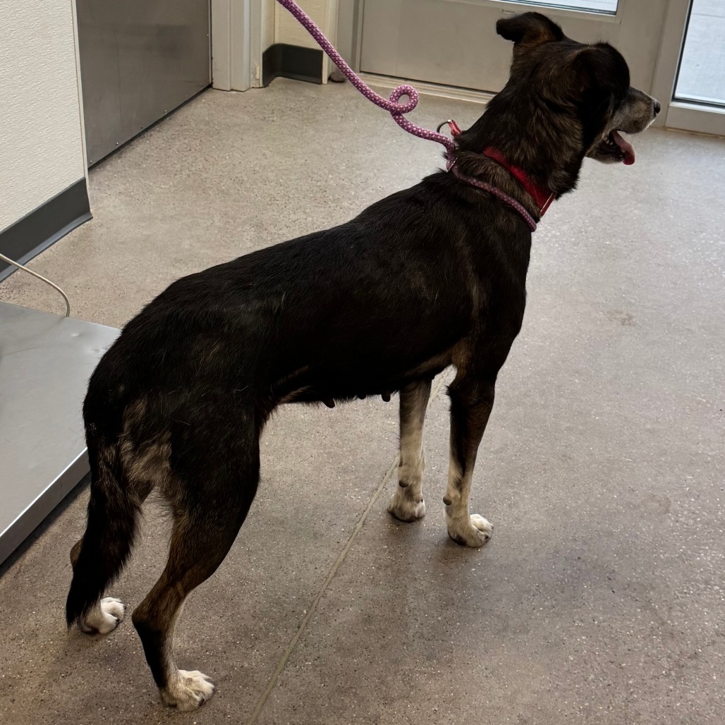 Princess, an adoptable Mixed Breed in Las Cruces, NM, 88012 | Photo Image 4