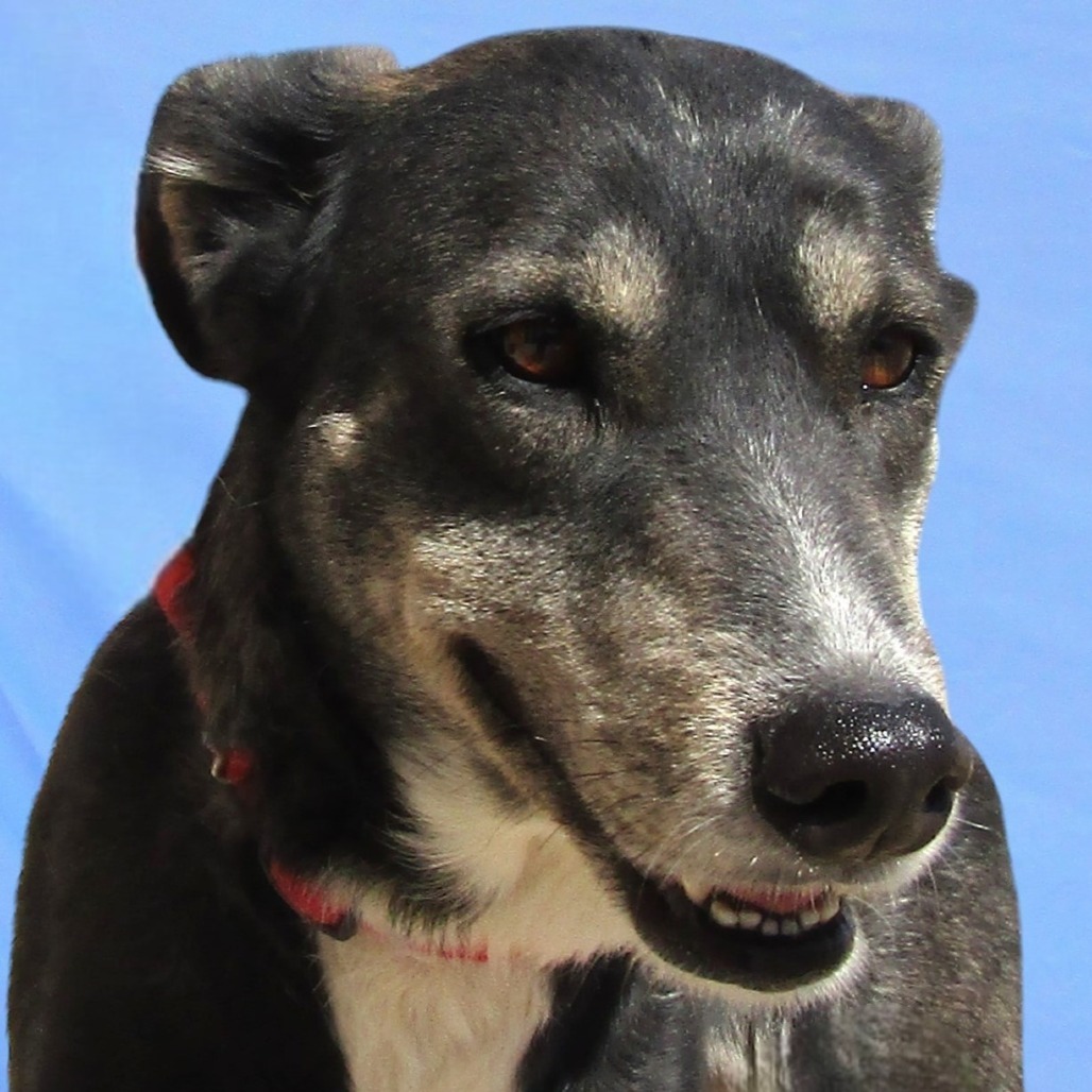 Princess, an adoptable Mixed Breed in Las Cruces, NM, 88012 | Photo Image 5