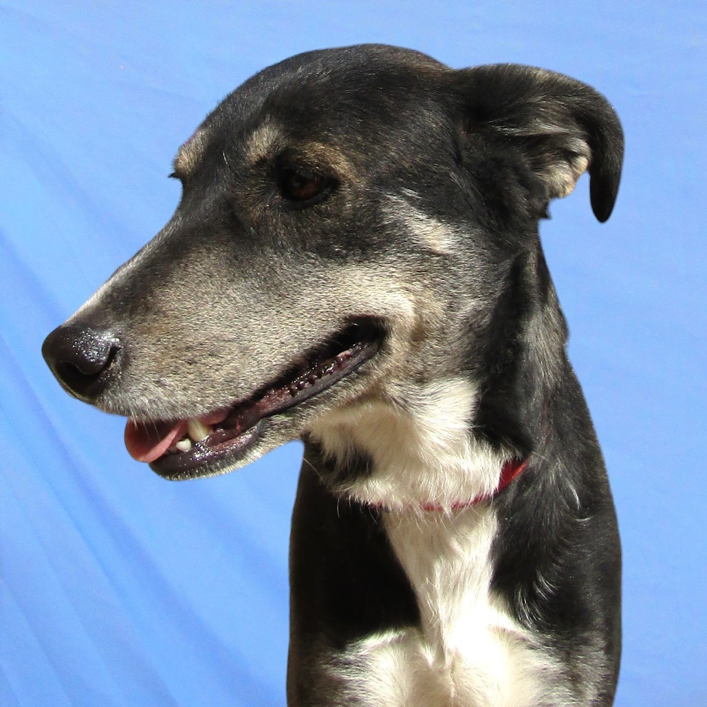 Princess, an adoptable Mixed Breed in Las Cruces, NM, 88012 | Photo Image 6
