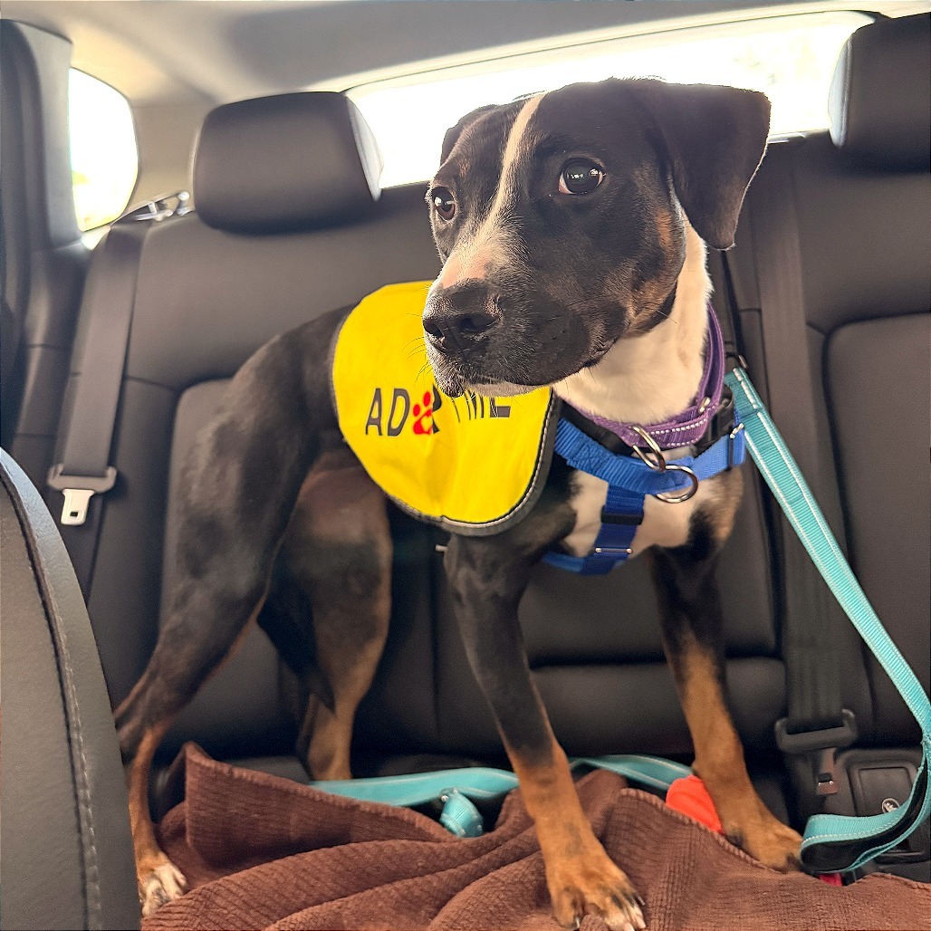 Hulu, an adoptable Mixed Breed in Las Cruces, NM, 88012 | Photo Image 1