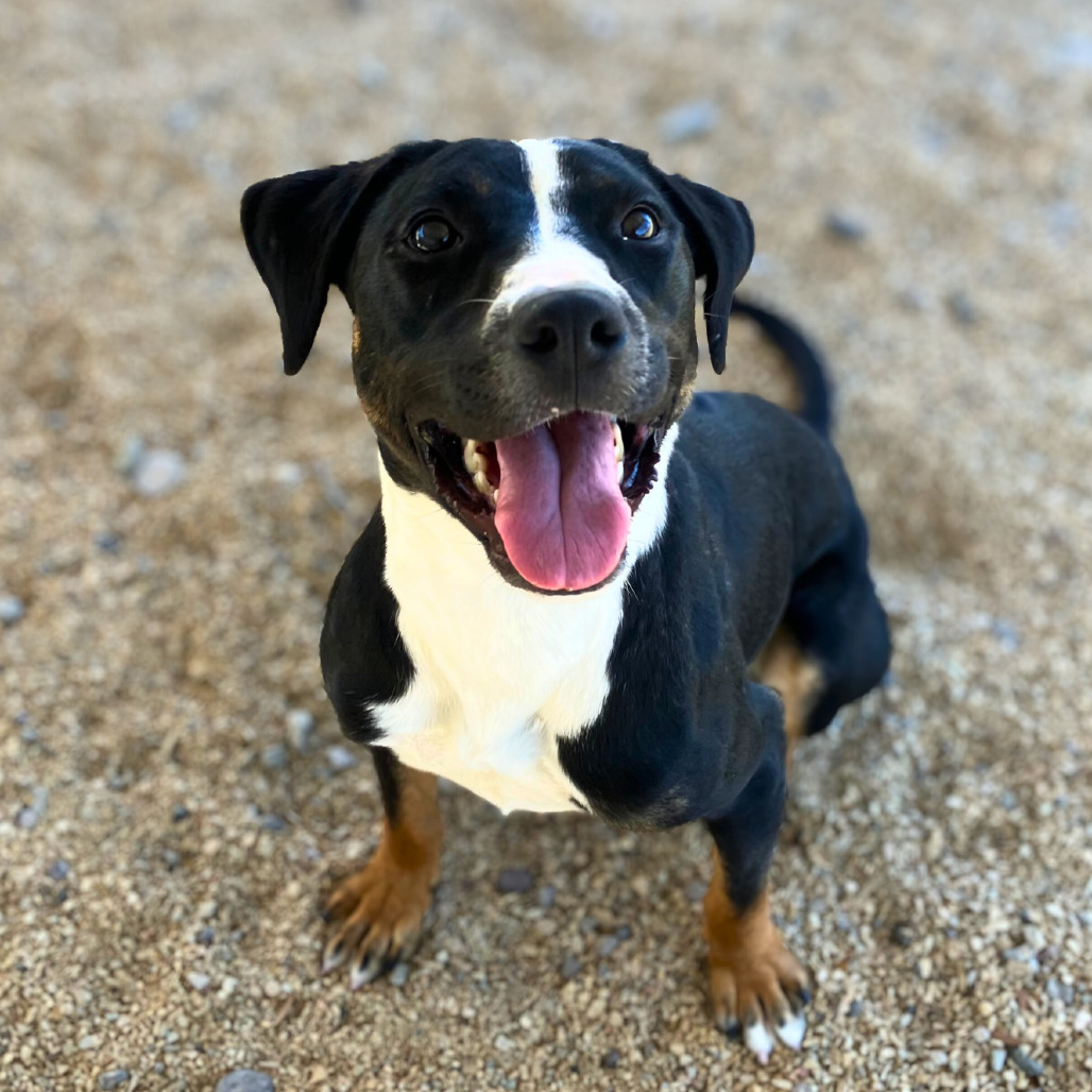 Hulu, an adoptable Mixed Breed in Las Cruces, NM, 88012 | Photo Image 1
