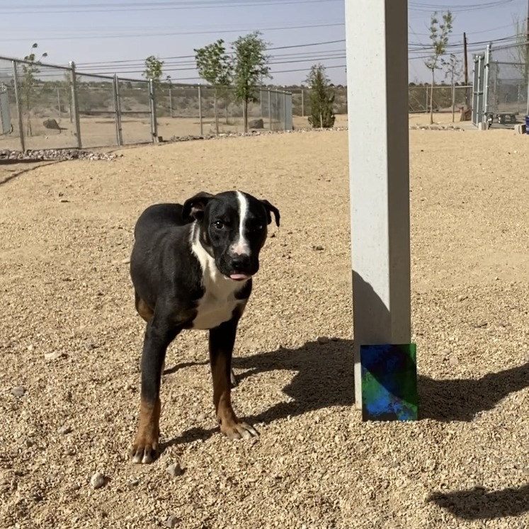 Hulu, an adoptable Mixed Breed in Las Cruces, NM, 88012 | Photo Image 2