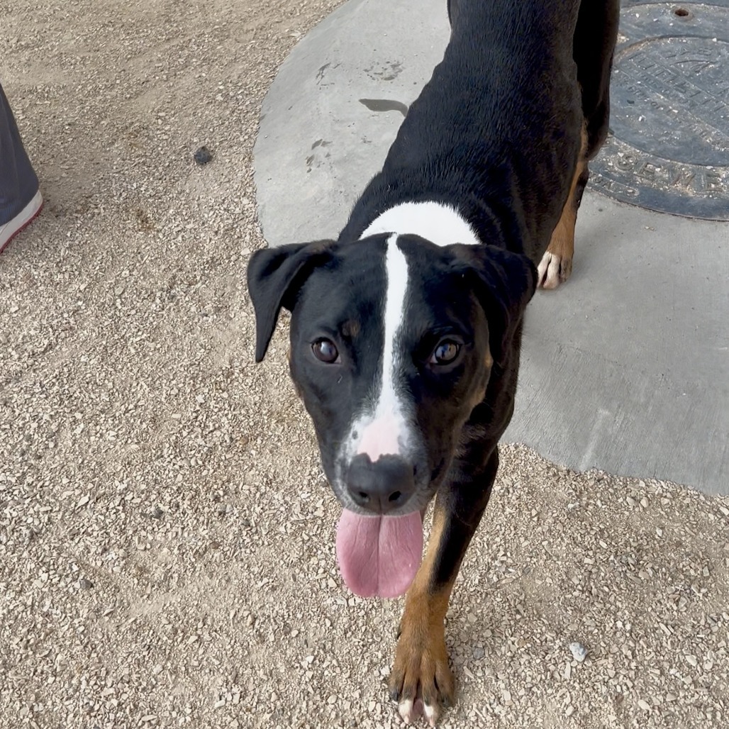 Hulu, an adoptable Mixed Breed in Las Cruces, NM, 88012 | Photo Image 3