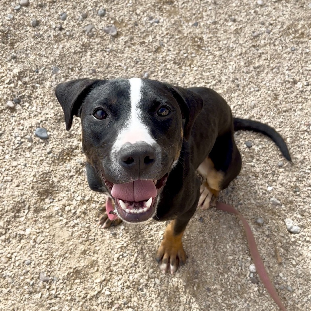 Hulu, an adoptable Mixed Breed in Las Cruces, NM, 88012 | Photo Image 4