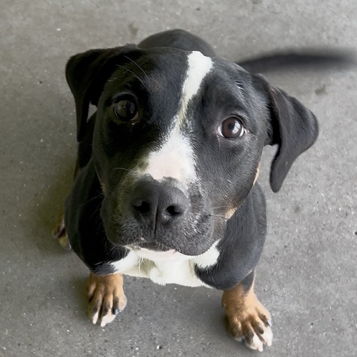 Hulu, an adoptable Mixed Breed in Las Cruces, NM, 88012 | Photo Image 5