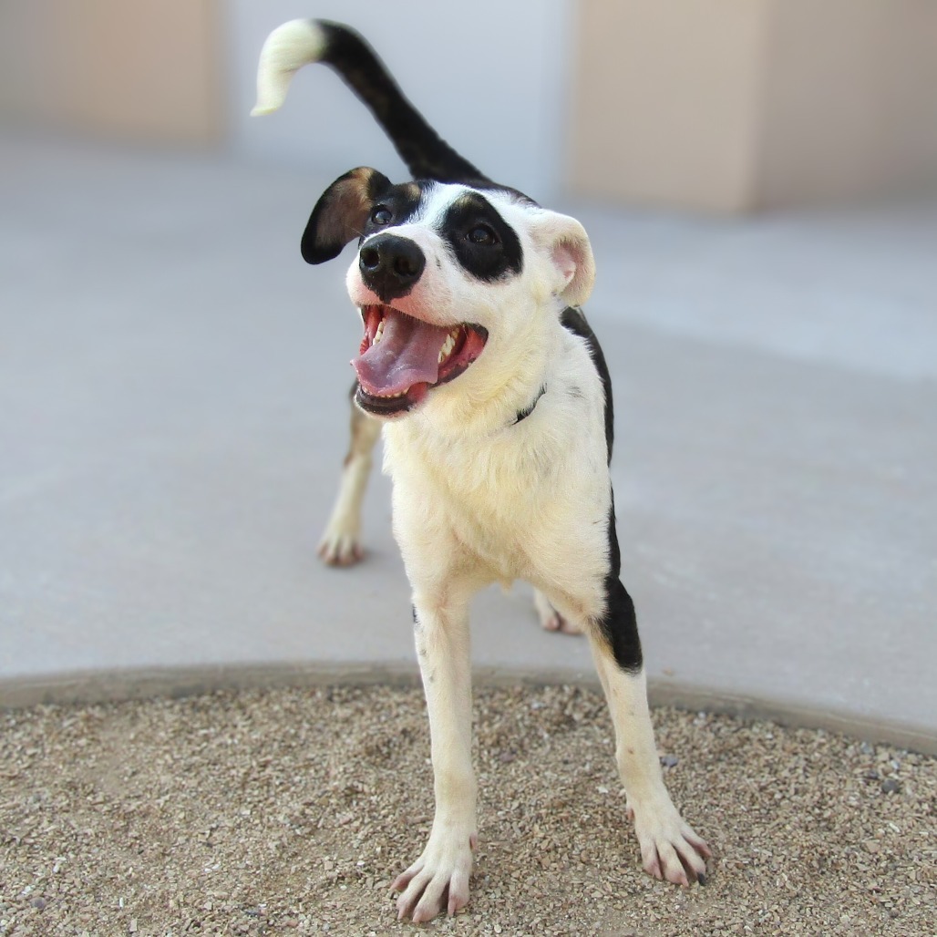 Ruby, an adoptable Mixed Breed in Las Cruces, NM, 88012 | Photo Image 1