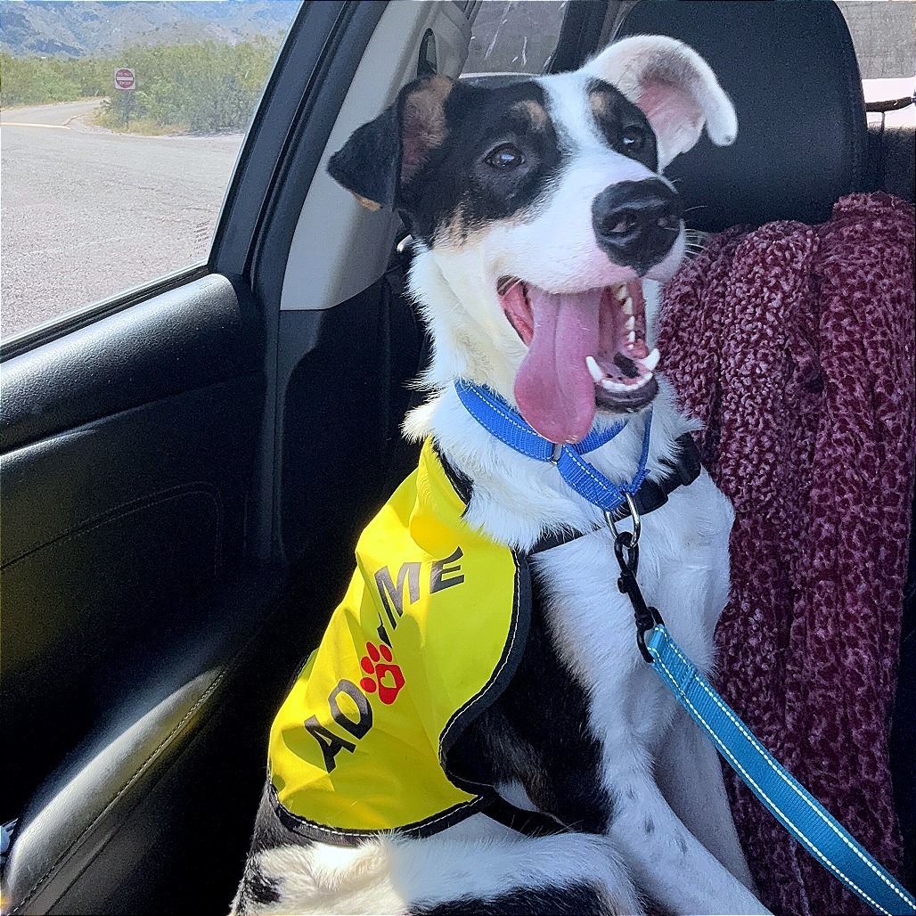 Ruby, an adoptable Mixed Breed in Las Cruces, NM, 88012 | Photo Image 1