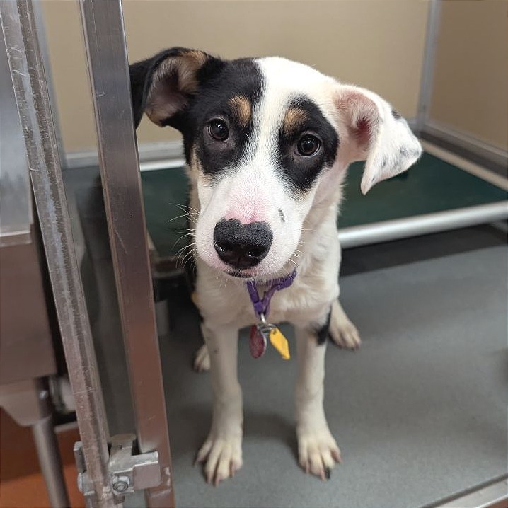Ruby, an adoptable Mixed Breed in Las Cruces, NM, 88012 | Photo Image 2