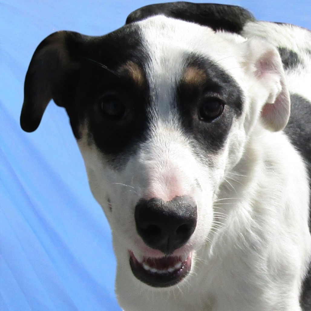 Ruby, an adoptable Mixed Breed in Las Cruces, NM, 88012 | Photo Image 3