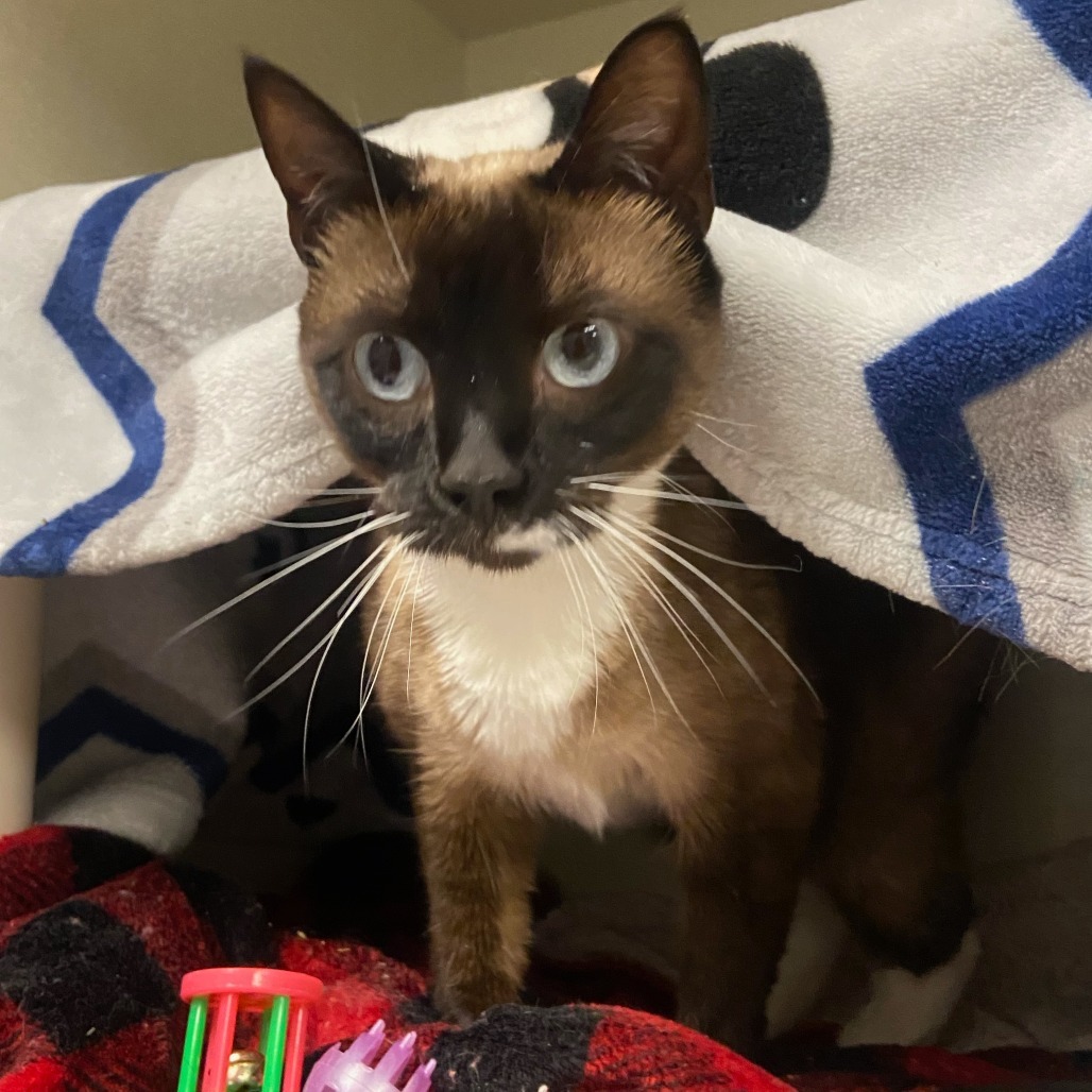 Safeway, an adoptable Siamese in Fort Collins, CO, 80524 | Photo Image 1