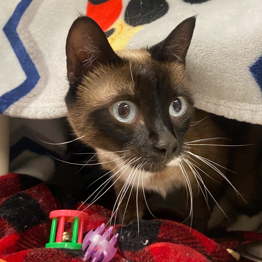 Safeway, an adoptable Siamese in Fort Collins, CO, 80524 | Photo Image 2