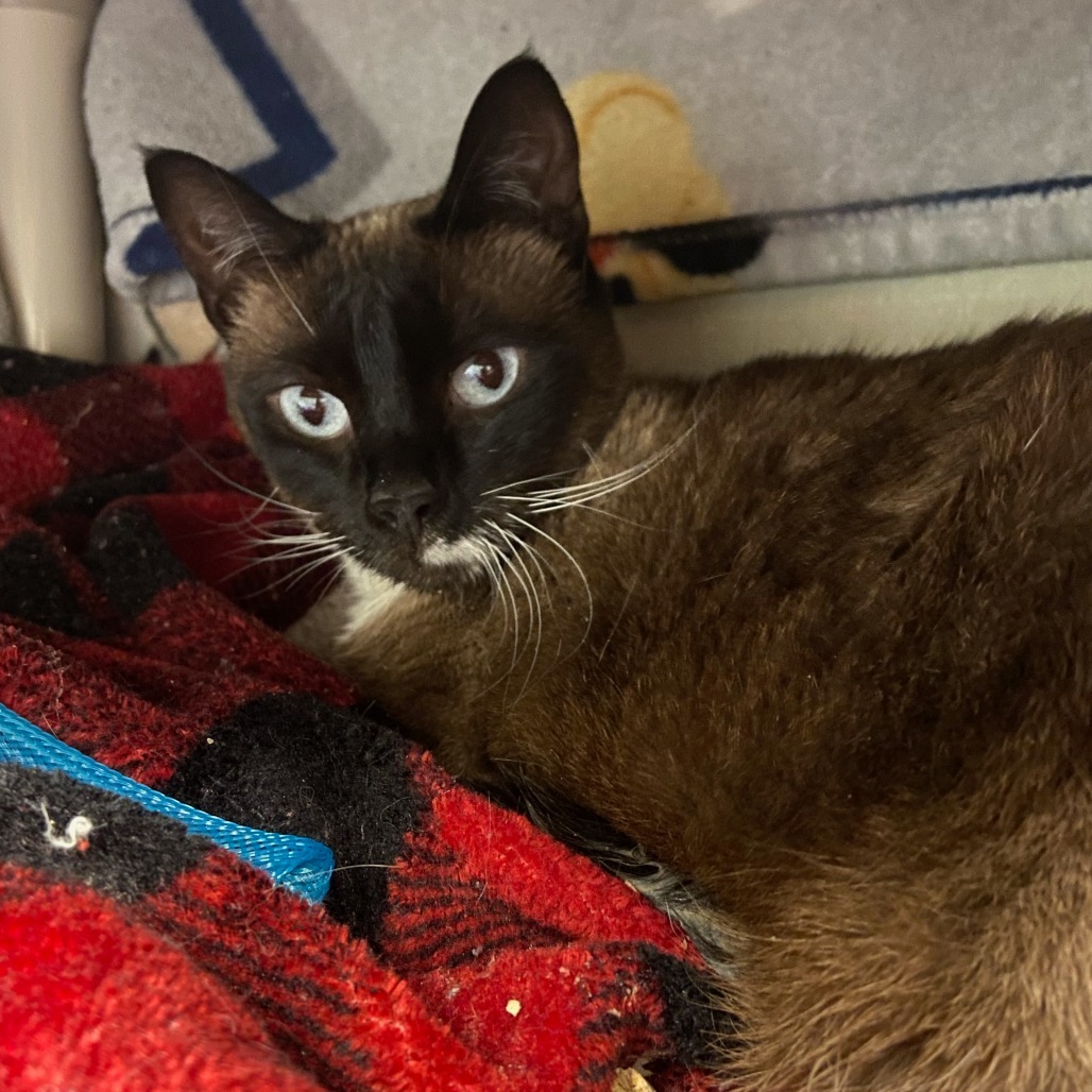 Safeway, an adoptable Siamese in Fort Collins, CO, 80524 | Photo Image 3