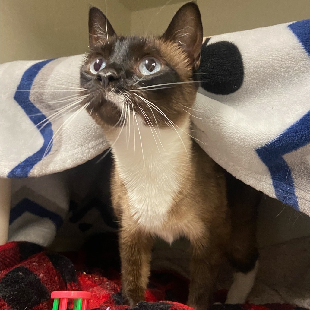 Safeway, an adoptable Siamese in Fort Collins, CO, 80524 | Photo Image 4