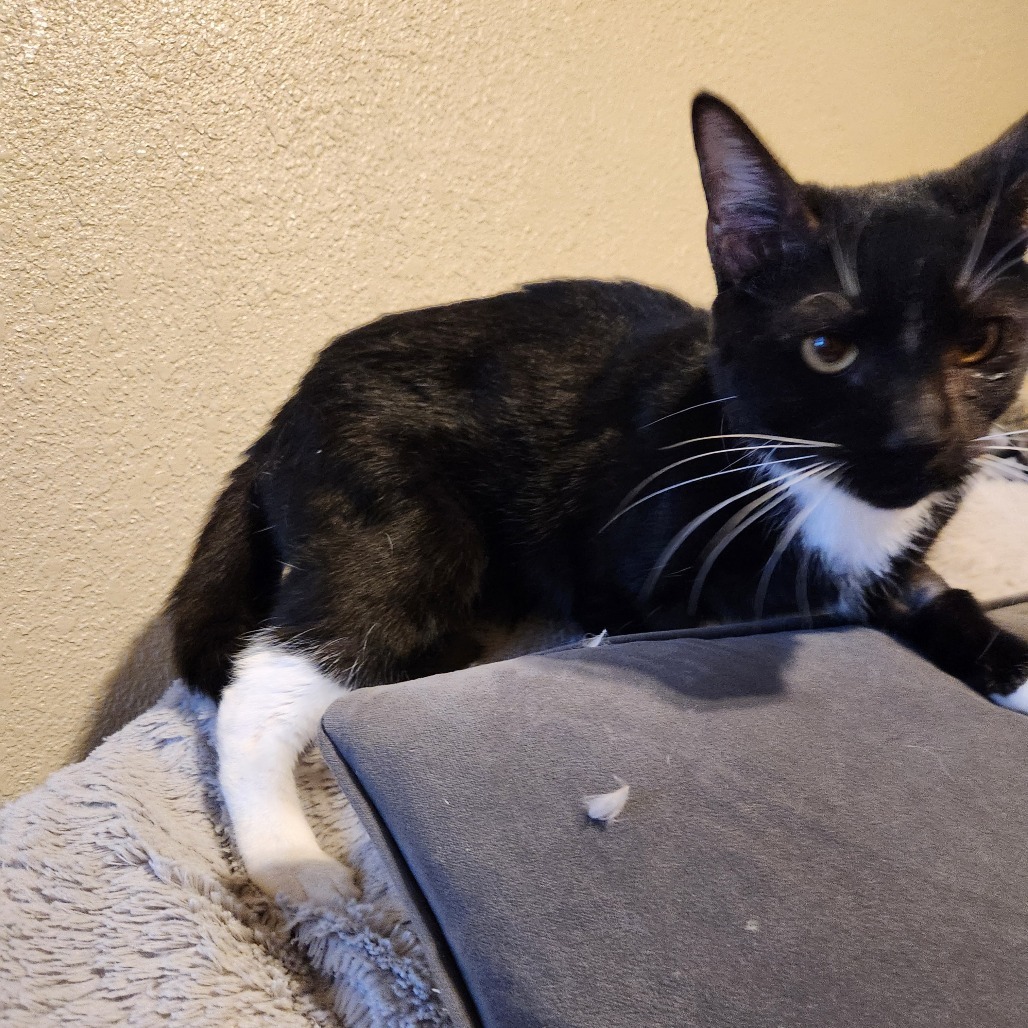 Yippy, an adoptable Domestic Short Hair in Fort Collins, CO, 80524 | Photo Image 3