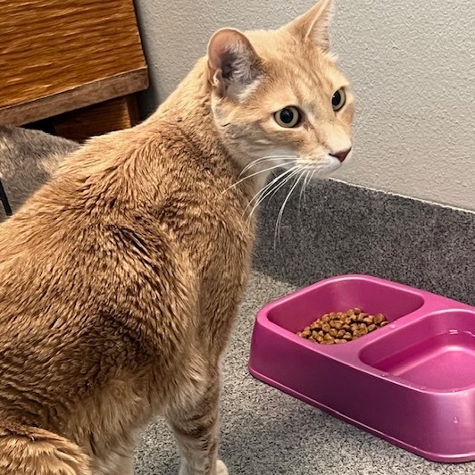 Austin, an adoptable Domestic Short Hair in Fort Collins, CO, 80524 | Photo Image 1