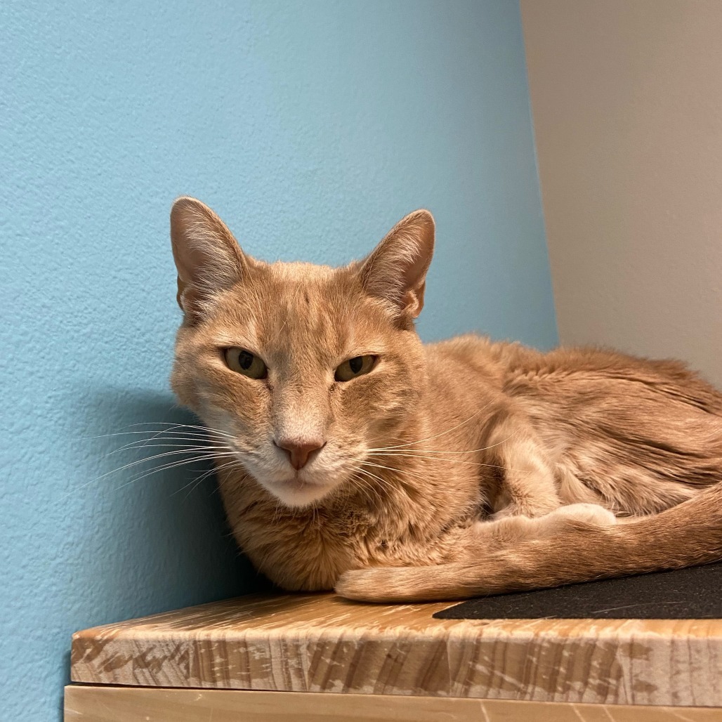 Austin, an adoptable Domestic Short Hair in Fort Collins, CO, 80524 | Photo Image 2