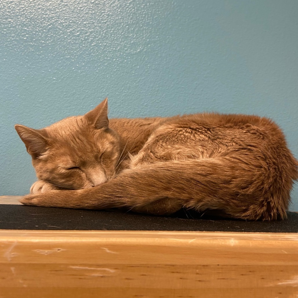Austin, an adoptable Domestic Short Hair in Fort Collins, CO, 80524 | Photo Image 3